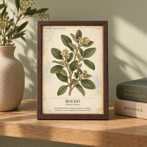 Op de afbeelding: Een ingelijste botanische print van een Boldo-plant met groene bladeren en kleine witte bloemen op een cr&egrave;mekleurige achtergrond. De tekst luidt "HERBARIO PLANTAS MEDICINALES", "BOLDO", "Peumus boldus" en een beschrijving in het Spaans. De lijst is van donkerbruin hout.
