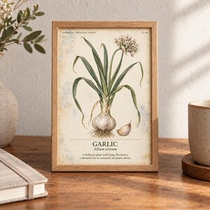 May include: A framed botanical print featuring a detailed illustration of a garlic plant with long green leaves, a white flower cluster, and a bulb. The text reads: HERBARIUM MEDICINAL PLANTS, 37/40, GARLIC, Allium sativum, and a short description.