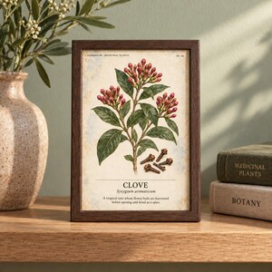 Puede incluir: Una l&aacute;mina bot&aacute;nica enmarcada con una ilustraci&oacute;n detallada de una planta de clavo con hojas verdes y capullos rojos. El texto dice HERBARIUM MEDICINAL PLANTS, CLOVE, Syzygium aromaticum y una descripci&oacute;n del &aacute;rbol tropical.
