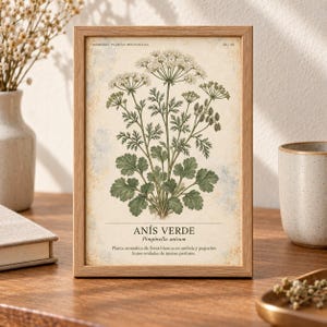 K&ouml;nnte beinhalten: Ein rechteckiger Holzrahmen mit einem botanischen Druck einer An&iacute;s Verde-Pflanze. Die Illustration zeigt gr&uuml;ne Bl&auml;tter und wei&szlig;e Bl&uuml;ten mit dem Text "HERBARIO PLANTAS MEDICINALES", "AN&Iacute;S VERDE", "Pimpinella anisum" sowie einer Beschreibung.