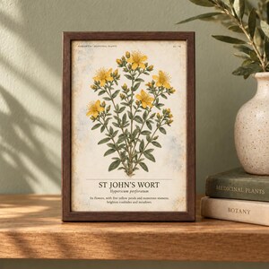 May include: A framed botanical print of St. John's Wort, Hypericum perforatum, featuring yellow flowers and green leaves on a cream background. The text reads: ST JOHN'S WORT, Hypericum perforatum, Its flowers, with free yellow petals.