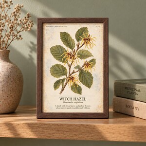K&ouml;nnte beinhalten: Ein gerahmter botanischer Druck von Zaubernuss, Hamamelis virginiana, mit gr&uuml;nen Bl&auml;ttern und gelben, bandartigen Bl&uuml;ten. Der Text lautet: HERBARIUM MEDICINAL PLANTS 38/40, WITCH HAZEL, Hamamelis virginiana, A shrub with broad leaves and yellow flowers whose narrow petals resemble small ribbons.
