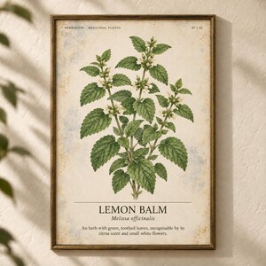 May include: A framed botanical print featuring a detailed illustration of a lemon balm plant with green leaves and small white flowers. The text reads HERBARIUM MEDICINAL PLANTS 07/40, LEMON BALM, Melissa officinalis, and a descriptive sentence.