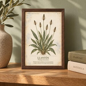 Op de afbeelding: Een rechthoekige donkerhouten lijst met een botanische print van de Plantago lanceolata plant. De print toont groene bladeren en hoge stengels met zaadhoofdjes op een cr&egrave;mekleurige achtergrond, met de tekst LLANT&Eacute;N en Spaanstalige beschrijving.