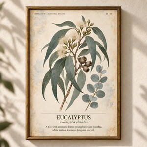 Op de afbeelding: Een ingelijste botanische print met een gedetailleerde illustratie van Eucalyptus globulus met lange, puntige groene bladeren, kleine witte bloemen en houtachtige zaaddozen. De tekst luidt HERBARIUM MEDICINAL PLANTS 24/40, EUCALYPTUS en een beschrijving.