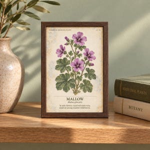 Op de afbeelding: Een ingelijste botanische print van een kaasjeskruidplant met roze bloemen en groene bladeren op een cr&egrave;mekleurige achtergrond. De tekst luidt MALLOW, Malva sylvestris, en beschrijft de roze bloemen, donkere nerven en ronde, gelobde bladeren.