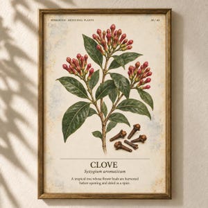 Puede incluir: Una l&aacute;mina bot&aacute;nica enmarcada que muestra una planta de clavo con hojas verdes y racimos de capullos rojos. Debajo de la planta hay varios clavos secos de color marr&oacute;n. El texto dice HERBARIUM MEDICINAL PLANTS 39/40, CLOVE, Syzygium aromaticum y una descripci&oacute;n.
