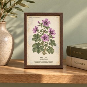 Op de afbeelding: Een rechthoekige donkerhouten lijst met een botanische print van de plant Malva sylvestris. De illustratie toont paarse bloemen en groene bladeren op een cr&egrave;mekleurige achtergrond met de tekst MALVA, Malva sylvestris en beschrijvende Spaanse tekst.