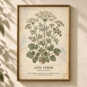 K&ouml;nnte beinhalten: Ein gerahmter botanischer Druck mit einer detaillierten Illustration einer Anis Verde Pflanze mit gr&uuml;nen Bl&auml;ttern und wei&szlig;en Doldenbl&uuml;ten. Der Text lautet HERBARIO PLANTAS MEDICINALES 20/40, AN&Iacute;S VERDE, Pimpinella anisum und eine spanische Beschreibung.