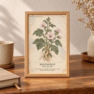 Pode incluir: Uma moldura de madeira retangular contendo uma impress&atilde;o bot&acirc;nica de uma planta Malvavisco com flores rosa claro, folhas verdes e ra&iacute;zes vis&iacute;veis. A impress&atilde;o apresenta o texto MALVAVISCO, Althaea officinalis e texto descritivo em espanhol.