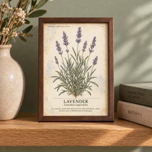 May include: A framed botanical print featuring a lavender plant illustration with violet flower spikes and green leaves. The text reads HERBARIUM MEDICINAL PLANTS, LAVENDER, Lavandula angustifolia, and a description of the aromatic shrub.