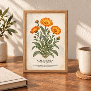May include: A framed botanical print featuring a central illustration of a Calendula plant with vibrant orange flowers and green leaves. The text reads CALENDULA, Calendula officinalis, and describes orange and golden flowers on stems.