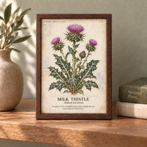 May include: A framed botanical print of a milk thistle plant with purple flowers and spiny, white-marbled green leaves. The text reads: HERBARIUM - MEDICINAL PLANTS, MILK THISTLE, Silybum marianum, Its spiny, white-marbled leaves frame purple flowers.