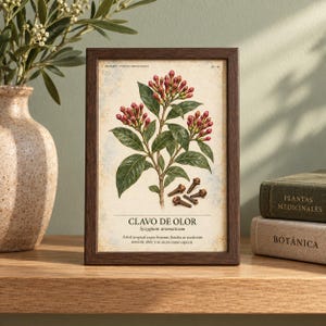 Puede incluir: Una l&aacute;mina bot&aacute;nica enmarcada con una ilustraci&oacute;n detallada de un clavero con hojas verdes y capullos rojos. El texto dice CLAVO DE OLOR, Syzygium aromaticum, y una descripci&oacute;n en un marco de madera de color marr&oacute;n oscuro.