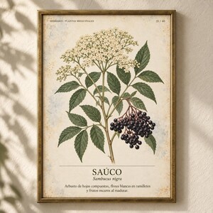 May include: A framed botanical print featuring a detailed illustration of a Sambucus nigra plant. The artwork displays white flower clusters, green serrated leaves, and dark purple berries. Text includes HERBARIO - PLANTAS MEDICINALES, SA&Uacute;CO, and Sambucus nigra with a descriptive Spanish caption.
