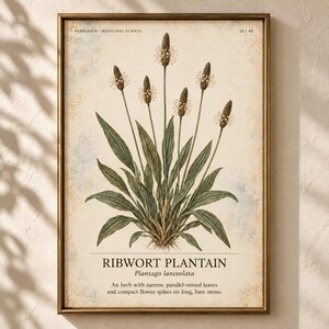 Op de afbeelding: Een ingelijste botanische print van een smalle weegbree, Plantago lanceolata, met groene, parallel geaderde bladeren en lange, slanke bloemaren. De tekst luidt Herbarium - Medicinal Plants, 28/40, en bevat een beschrijving van de plant.