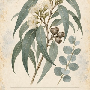 Op de afbeelding: Een botanische illustratie van een eucalyptusplant met lange, gebogen, blauwgroene bladeren, witte bloemen en houtachtige zaaddozen. De tekst luidt HERBARIO PLANTAS MEDICINALES 24/40, EUCALIPTO Eucalyptus globulus, en een beschrijvende zin.