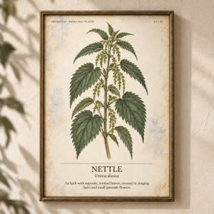 Puede incluir: Una l&aacute;mina bot&aacute;nica enmarcada con una ilustraci&oacute;n detallada de una planta de ortiga con hojas verdes y flores peque&ntilde;as. El texto dice HERBARIUM MEDICINAL PLANTS 17/40, NETTLE, Urtica dioica, y una descripci&oacute;n de las hojas y flores de la hierba.