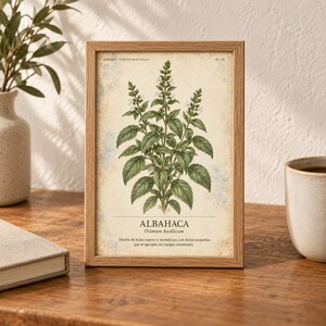 May include: A framed botanical print featuring a detailed illustration of a basil plant with green leaves and small flowers. The text reads ALBAHACA, Ocimum basilicum, and includes a description in Spanish about the plant's aromatic leaves.