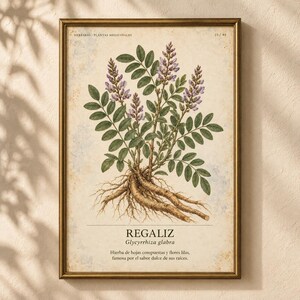 May include: A framed botanical print featuring a detailed illustration of a Glycyrrhiza glabra plant with green leaves, purple flowers, and exposed roots. The text reads HERBARIO PLANTAS MEDICINALES, 23/40, REGALIZ, Glycyrrhiza glabra, and descriptive text.