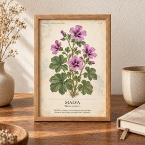 Op de afbeelding: Een rechthoekige houten lijst met een botanische print van een Malva sylvestris plant met paarse bloemen en groene bladeren op een cr&egrave;mekleurige achtergrond. De tekst luidt HERBARIO PLANTAS MEDICINALES, 27/40, MALVA, Malva sylvestris en Spaanse tekst.