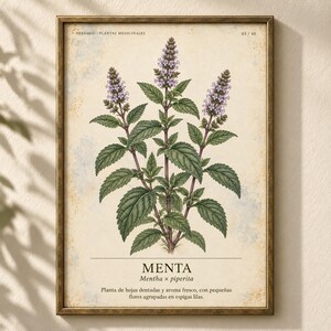Op de afbeelding: Een ingelijste botanische print met een gedetailleerde illustratie van een muntplant met groene gekartelde bladeren en paarse bloemaren. De tekst luidt HERBARIO PLANTAS MEDICINALES 03/40, MENTA, Mentha x piperita en een Spaanstalige beschrijving.