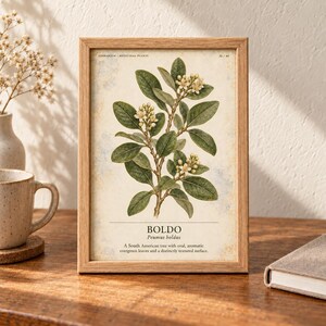 Op de afbeelding: Een ingelijste botanische print met een gedetailleerde illustratie van een Boldo-plant met groene bladeren en kleine witte bloemen. De tekst luidt HERBARIUM MEDICINAL PLANTS, BOLDO, Peumus boldus en een beschrijving van de boom.
