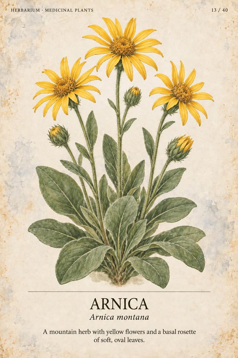 K&ouml;nnte beinhalten: Eine botanische Illustration von Arnica montana mit drei leuchtend gelben Bl&uuml;ten und zwei geschlossenen Knospen an hohen, behaarten Stielen. Eine basale Rosette aus weichen, ovalen, gr&uuml;nen Bl&auml;ttern befindet sich an der Basis. Text: HERBARIUM MEDICINAL PLANTS 13 / 40 ARNICA.