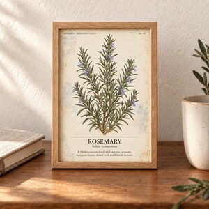 May include: A framed botanical print featuring a detailed illustration of a rosemary plant with green needle-like leaves and small blue flowers. The text reads HERBARIUM - MEDICINAL PLANTS, ROSEMARY, Salvia rosmarinus, and a descriptive sentence.