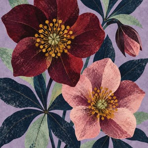 K&ouml;nnte beinhalten: Eine botanische Illustration mit zwei gro&szlig;en Nieswurzbl&uuml;ten, eine in Dunkelrot und eine in zartem Rosa, mit markanten gelben Staubgef&auml;&szlig;en. Die Bl&uuml;ten sind von dunkelgr&uuml;nen, strukturierten Bl&auml;ttern vor einem einfarbigen lavendelfarbenen Hintergrund umgeben.