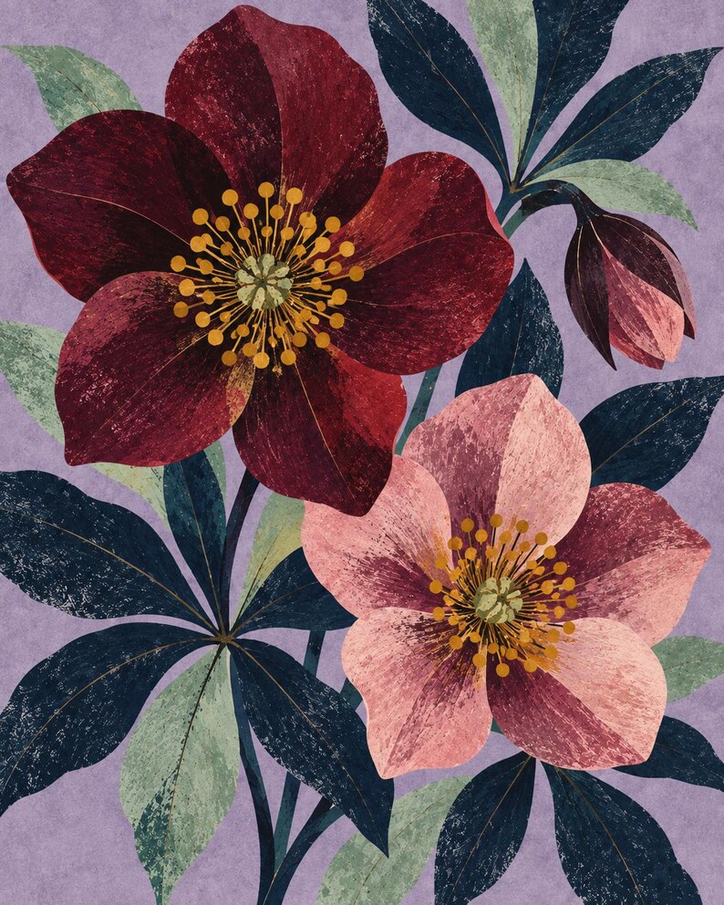 K&ouml;nnte beinhalten: Eine botanische Illustration mit zwei gro&szlig;en Nieswurzbl&uuml;ten, eine in Dunkelrot und eine in zartem Rosa, mit markanten gelben Staubgef&auml;&szlig;en. Die Bl&uuml;ten sind von dunkelgr&uuml;nen, strukturierten Bl&auml;ttern vor einem einfarbigen lavendelfarbenen Hintergrund umgeben.