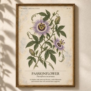 May include: A framed botanical print featuring a detailed illustration of a passionflower with purple filaments, green leaves, and coiled tendrils. The text reads HERBARIUM MEDICINAL PLANTS 09/40, PASSIONFLOWER, Passiflora incarnata, and a description.