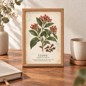 Puede incluir: Una l&aacute;mina bot&aacute;nica enmarcada con una ilustraci&oacute;n detallada de una planta de clavo con hojas verdes y capullos rojos. El texto dice HERBARIUM MEDICINAL PLANTS, CLOVE, Syzygium aromaticum y una descripci&oacute;n de la planta como especia.