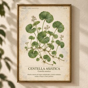 Może przedstawiać: Oprawiony wydruk botaniczny przedstawiający szczeg&oacute;łową ilustrację rośliny Centella asiatica z zielonymi, zaokrąglonymi liśćmi i małymi, bladymi kwiatami. Tło jest teksturowane w kolorze kremowym, z czarnym nadrukiem "HERBARIO PLANTAS MEDICINALES" oraz "CENTELLA ASI&Aacute;TICA".