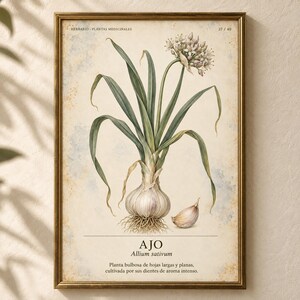 May include: A framed botanical print featuring a detailed illustration of a garlic plant with green leaves, a white flower cluster, and a bulb with roots. The text reads HERBARIO PLANTAS MEDICINALES 37/40, AJO, Allium sativum, and a descriptive paragraph.
