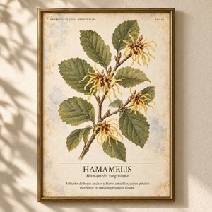 K&ouml;nnte beinhalten: Ein gerahmter botanischer Druck einer Hamamelis virginiana Pflanze mit gr&uuml;nen gezackten Bl&auml;ttern und gelben bandartigen Bl&uuml;ten. Der Text lautet HERBARIO PLANTAS MEDICINALES, 36/40, HAMAMELIS, Hamamelis virginiana sowie eine spanische Beschreibung.