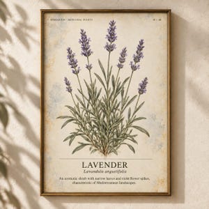 May include: A framed botanical print featuring a central illustration of a lavender plant with purple flower spikes and green leaves. The background is a textured cream color with the text "HERBARIUM MEDICINAL PLANTS", "LAVENDER", and "Lavandula angustifolia" printed in black.