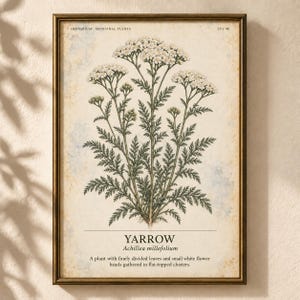 Puede incluir: Una l&aacute;mina bot&aacute;nica enmarcada que muestra una planta de milenrama con hojas verdes finamente divididas y racimos de peque&ntilde;as flores blancas. El texto dice HERBARIUM MEDICINAL PLANTS 29/40, YARROW, Achillea millefolium y una descripci&oacute;n.