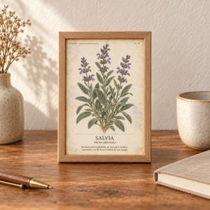 Op de afbeelding: Een rechthoekige houten lijst met een botanische print van een Salvia officinalis plant met groene bladeren en paarse bloemen. De print bevat de tekst SALVIA, Salvia officinalis en een beschrijvende alinea in het Spaans.