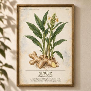 K&ouml;nnte beinhalten: Ein gerahmter botanischer Druck, der eine Ingwerpflanze mit gr&uuml;nen Bl&auml;ttern, einer gelben Bl&uuml;te und einem hellbraunen Rhizom zeigt. Der Text lautet: HERBARIUM MEDICINAL PLANTS 21/40, GINGER, Zingiber officinale und eine Beschreibung.