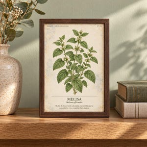 May include: A rectangular dark wood frame containing a botanical print of a Melisa plant with green leaves and small white flowers on a cream background. The text reads HERBARIO PLANTAS MEDICINALES, MELISA, Melissa officinalis, and descriptive text.
