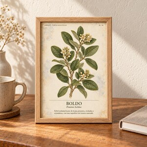 Op de afbeelding: Een ingelijste botanische print met een gedetailleerde illustratie van een Boldo-plant met groene bladeren en kleine witte bloemen. De tekst luidt HERBARIO PLANTAS MEDICINALES, BOLDO, Peumus boldus, met een Spaanse beschrijving onder de plant.