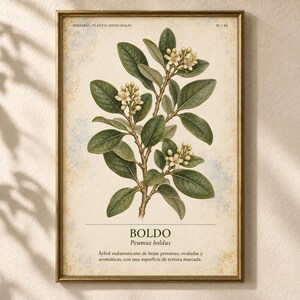 Op de afbeelding: Een ingelijste botanische print met een gedetailleerde illustratie van een Boldo-plant met groene bladeren en kleine witte bloemen. De tekst luidt HERBARIO PLANTAS MEDICINALES 30/40, BOLDO, Peumus boldus en een beschrijving in het Spaans.