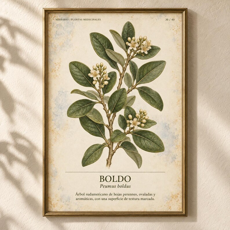 Op de afbeelding: Een ingelijste botanische print met een gedetailleerde illustratie van een Boldo-plant met groene bladeren en kleine witte bloemen. De tekst luidt HERBARIO PLANTAS MEDICINALES 30/40, BOLDO, Peumus boldus en een beschrijving in het Spaans.