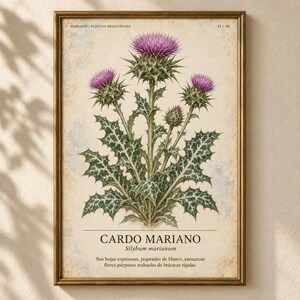 May include: A framed botanical print featuring a Silybum marianum plant with purple thistle flowers and spiky, white-variegated green leaves. The text reads HERBARIO PLANTAS MEDICINALES 31/40, CARDO MARIANO, Silybum marianum, and a Spanish description.