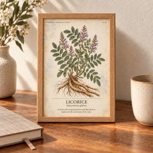 May include: A framed botanical print featuring a detailed illustration of a licorice plant with green leaves, purple flowers, and brown roots. The text reads: HERBARIUM MEDICINAL PLANTS, LICORICE, Glycyrrhiza glabra, An herb with compound leaves and lilac flowers, famous for the sweet taste of its roots.