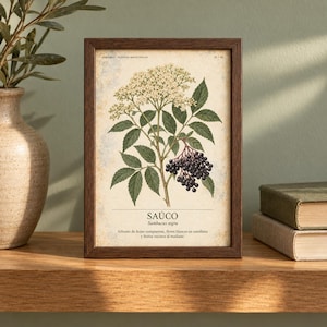May include: A rectangular dark wood frame containing a botanical print of a Sambucus nigra plant. The illustration features white flower clusters, green leaves, and dark purple berries on a cream background with the text SA&Uacute;CO and description.