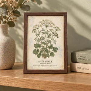 K&ouml;nnte beinhalten: Ein dunkelbrauner Holzrahmen mit einem botanischen Druck der Pflanze Anis Verde, Pimpinella anisum. Die Illustration zeigt wei&szlig;e Bl&uuml;ten und gr&uuml;ne Bl&auml;tter auf einem strukturierten, gealterten Papierhintergrund mit gedrucktem spanischem Text.