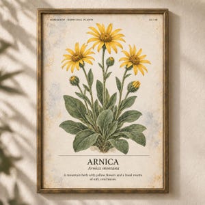 K&ouml;nnte beinhalten: Ein gerahmter botanischer Druck mit einer gelben Arnica montana Blume und gr&uuml;nen Bl&auml;ttern. Der Text lautet: HERBARIUM - MEDICINAL PLANTS 13/40, ARNICA, Arnica montana, A mountain herb with yellow flowers and a basal rosette of soft, oval leaves.