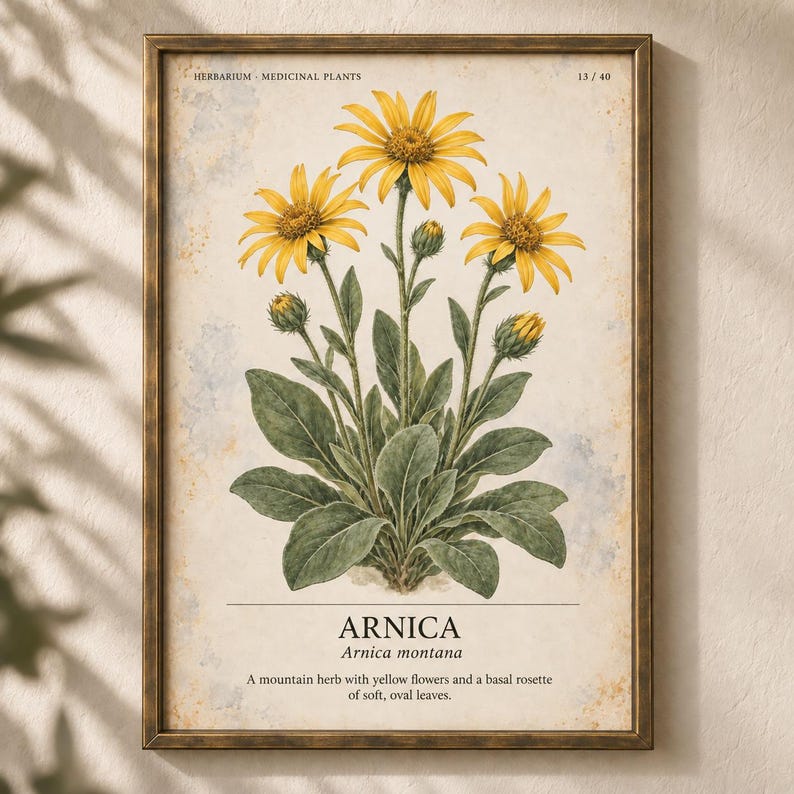 K&ouml;nnte beinhalten: Ein gerahmter botanischer Druck mit einer gelben Arnica montana Blume und gr&uuml;nen Bl&auml;ttern. Der Text lautet: HERBARIUM - MEDICINAL PLANTS 13/40, ARNICA, Arnica montana, A mountain herb with yellow flowers and a basal rosette of soft, oval leaves.